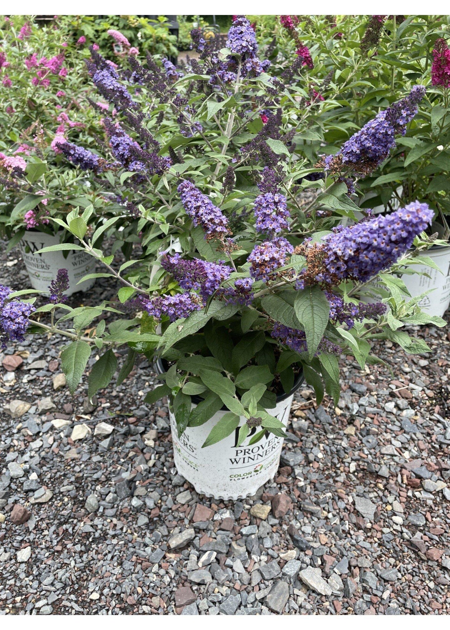 Buddleia Davidii 'pugster Blue' - View 3 from www redcrocus com