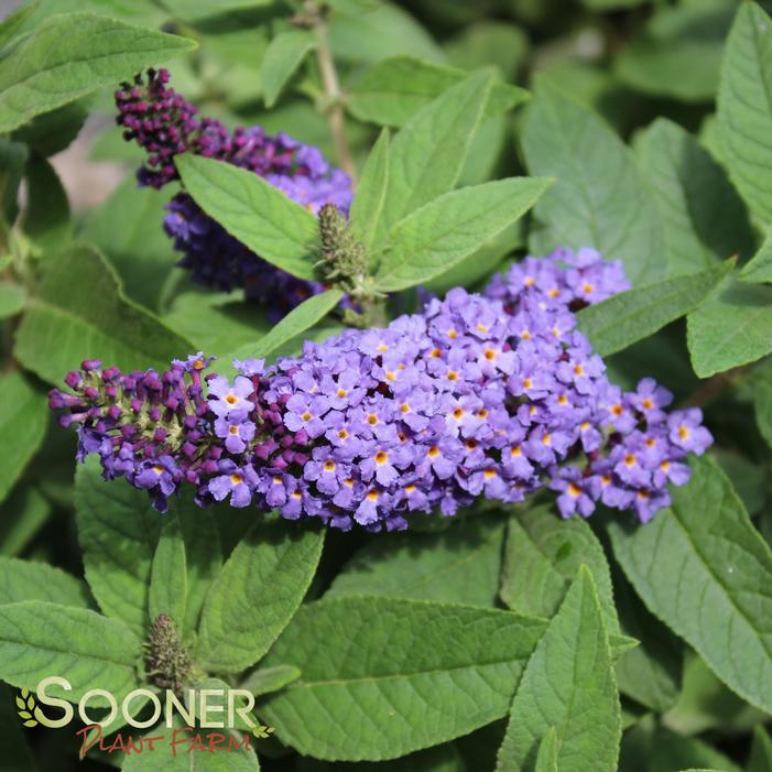 Buddleia Davidii 'pugster Blue' - View 40 from www redcrocus com