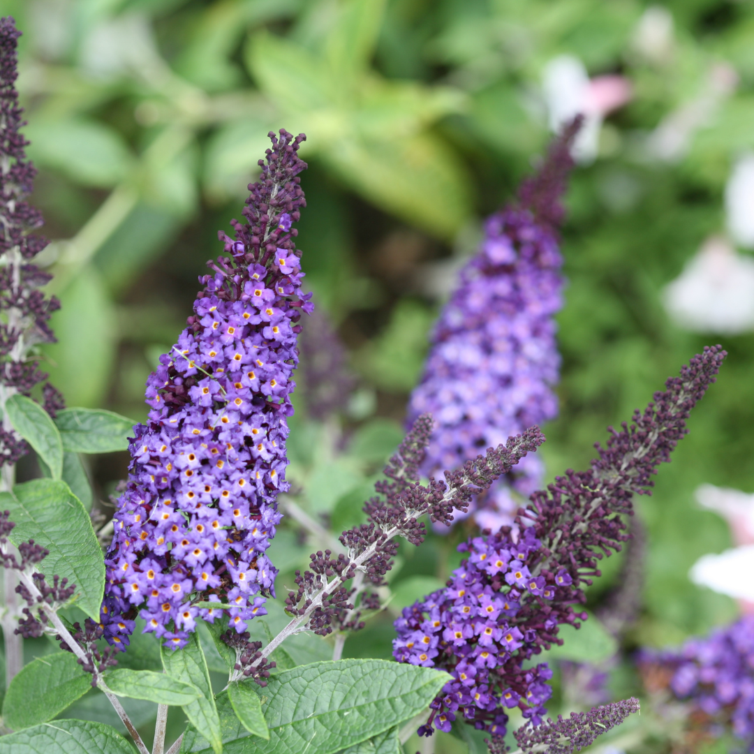 Buddleia Davidii 'pugster Blue' - View 5 from www redcrocus com