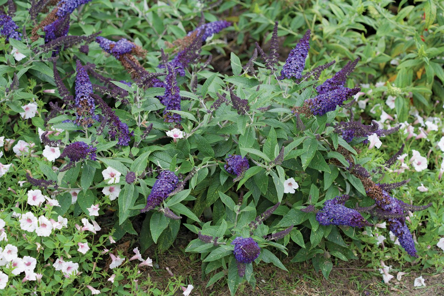 Buddleia Davidii 'pugster Blue' - View 8 from www redcrocus com