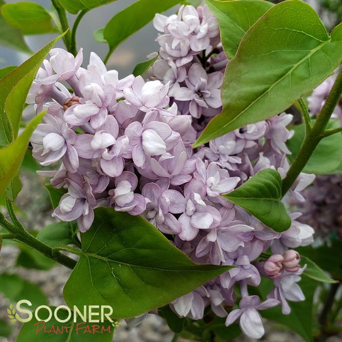 Syringa Hyacinthflora Scentara Double Blue - View 10 from www redcrocus com