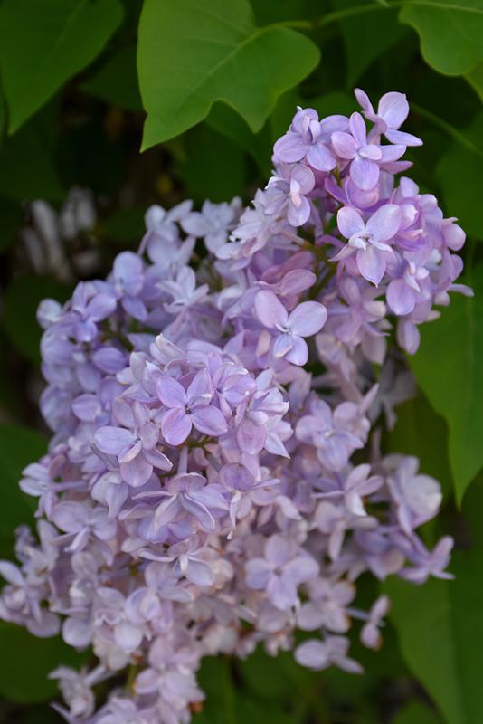 Syringa Hyacinthflora Scentara Double Blue - View 11 from www redcrocus com