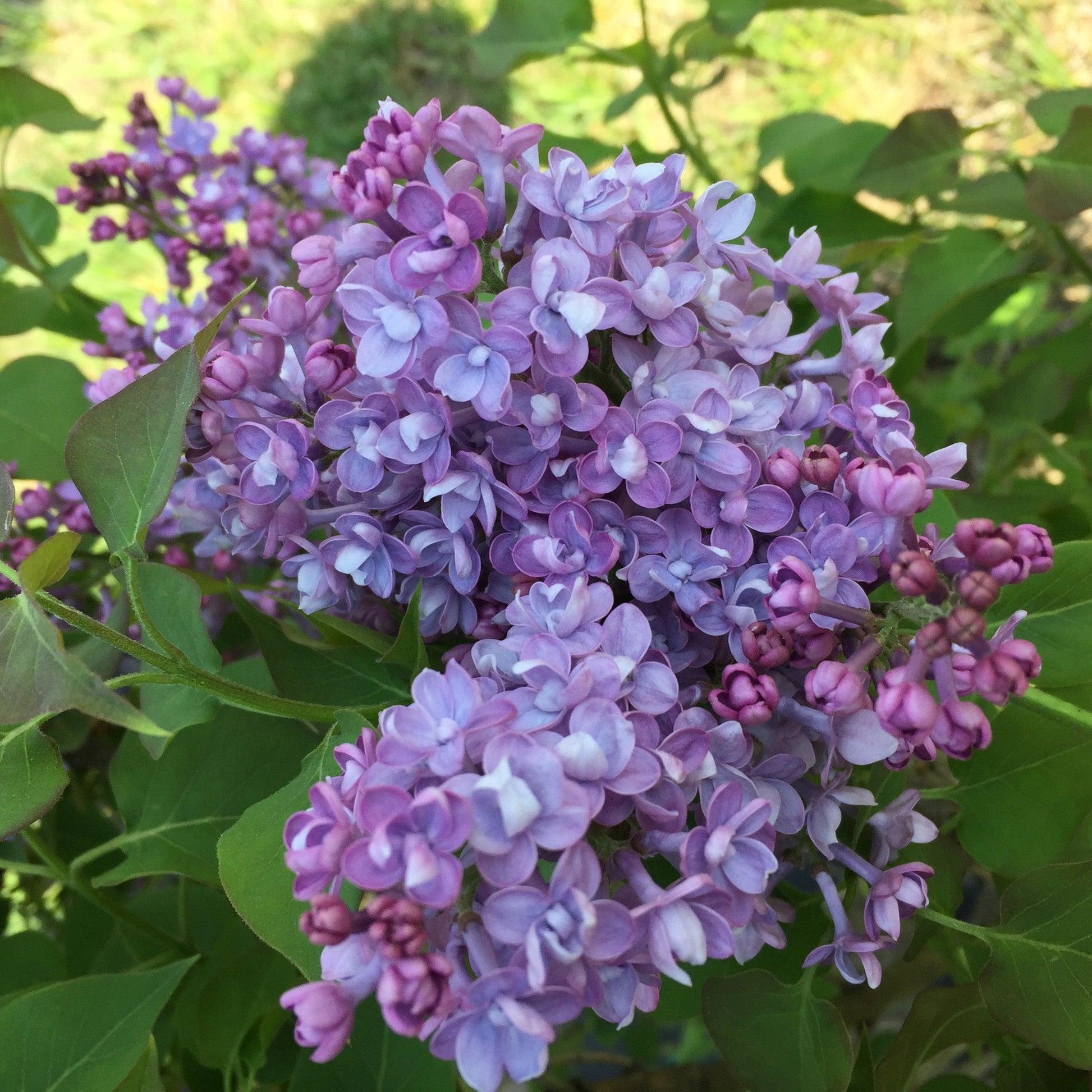 Syringa Hyacinthflora Scentara Double Blue - View 13 from www redcrocus com