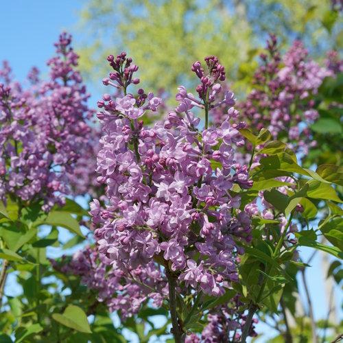 Syringa Hyacinthflora Scentara Double Blue - View 14 from www redcrocus com