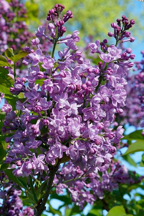 Syringa Hyacinthflora Scentara Double Blue - View 15 from www redcrocus com