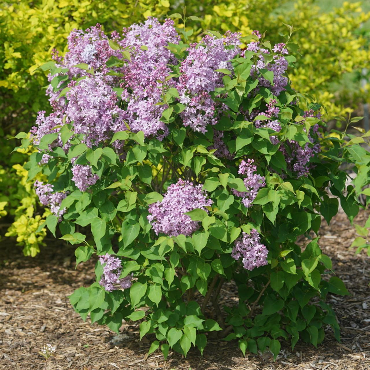 Syringa Hyacinthflora Scentara Double Blue - View 17 from www redcrocus com