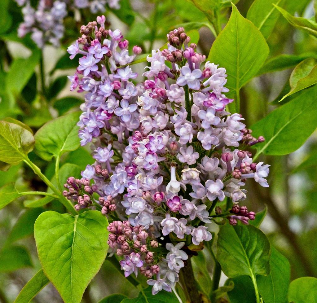 Syringa Hyacinthflora Scentara Double Blue - View 18 from www redcrocus com