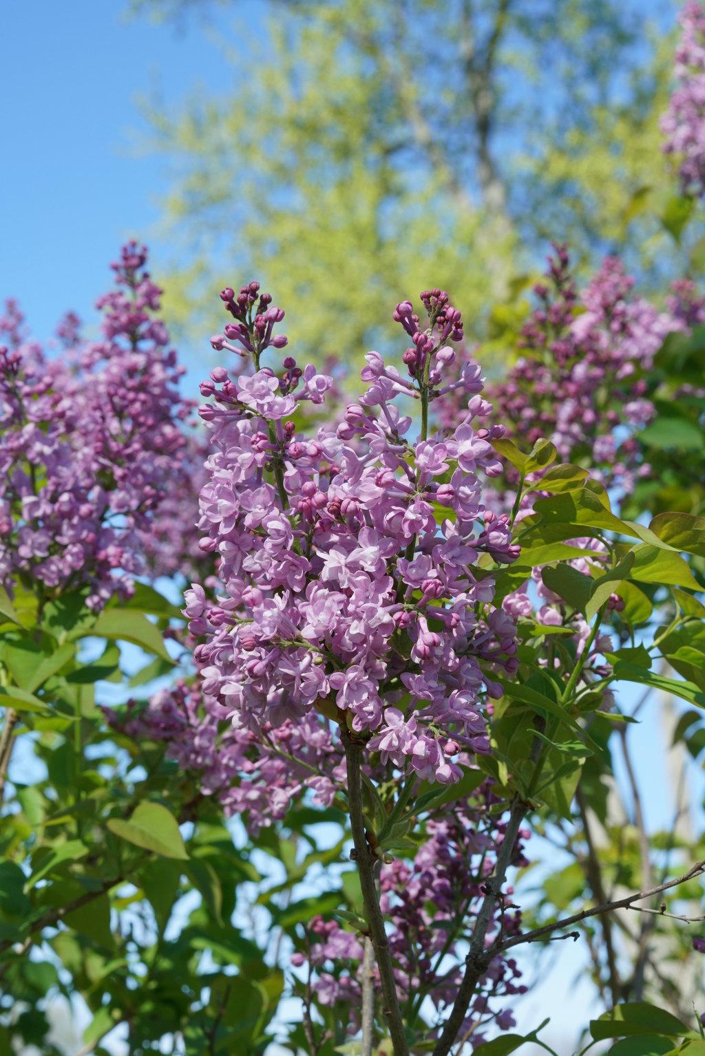 Syringa Hyacinthflora Scentara Double Blue - View 1 from www redcrocus com