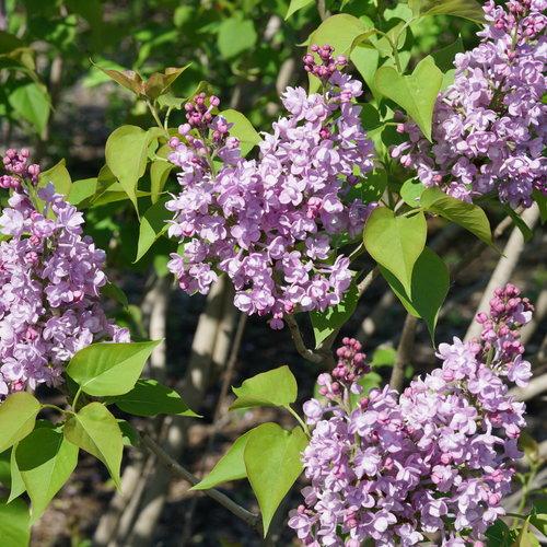 Syringa Hyacinthflora Scentara Double Blue - View 2 from www redcrocus com
