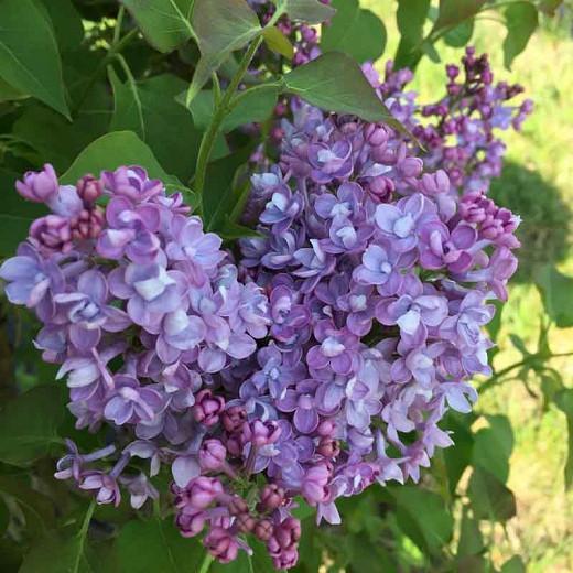 Syringa Hyacinthflora Scentara Double Blue - View 3 from www redcrocus com