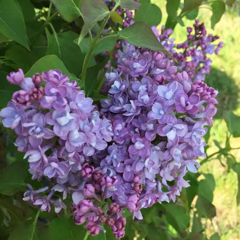 Syringa Hyacinthflora Scentara Double Blue - View 3 from www redcrocus com