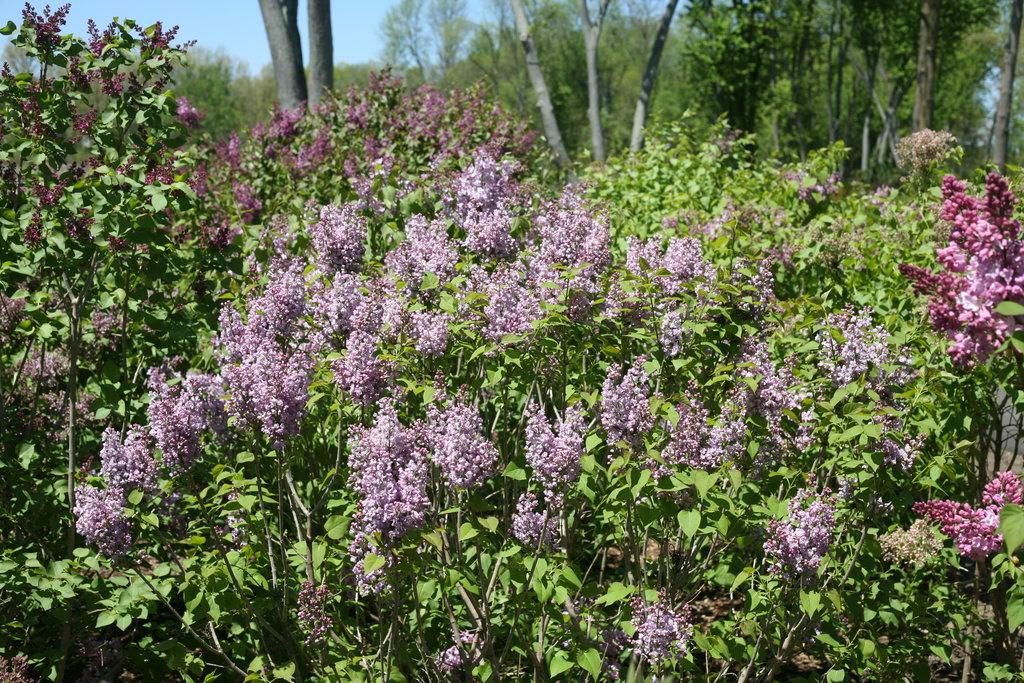 Syringa Hyacinthflora Scentara Double Blue - View 4 from www redcrocus com