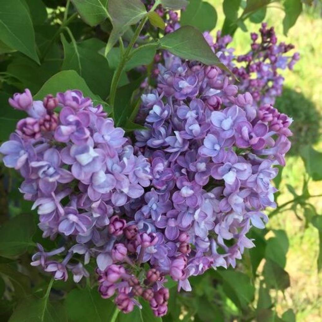 Syringa Hyacinthflora Scentara Double Blue - View 5 from www redcrocus com