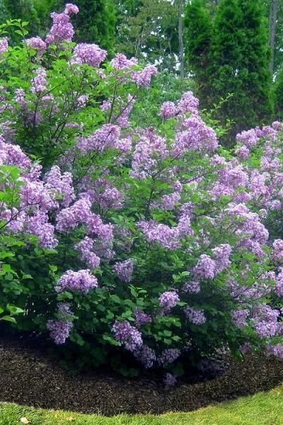 Syringa Hyacinthflora Scentara Double Blue - View 6 from www redcrocus com