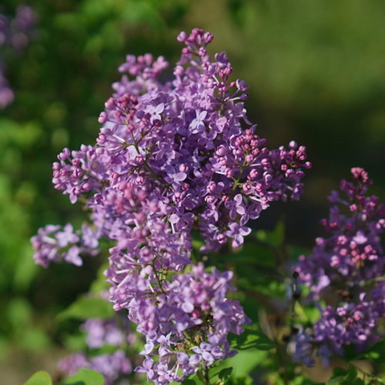 Syringa Hyacinthflora Scentara Double Blue - View 7 from www redcrocus com