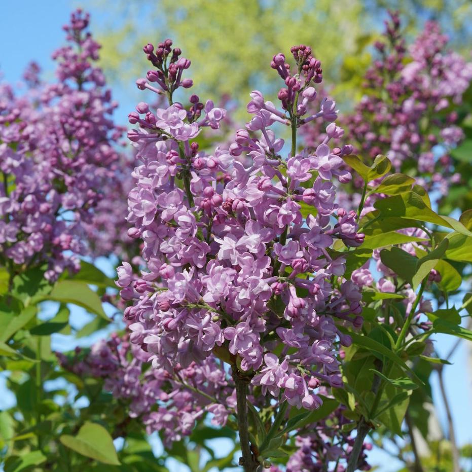 Syringa Hyacinthflora Scentara Double Blue - View 8 from www redcrocus com