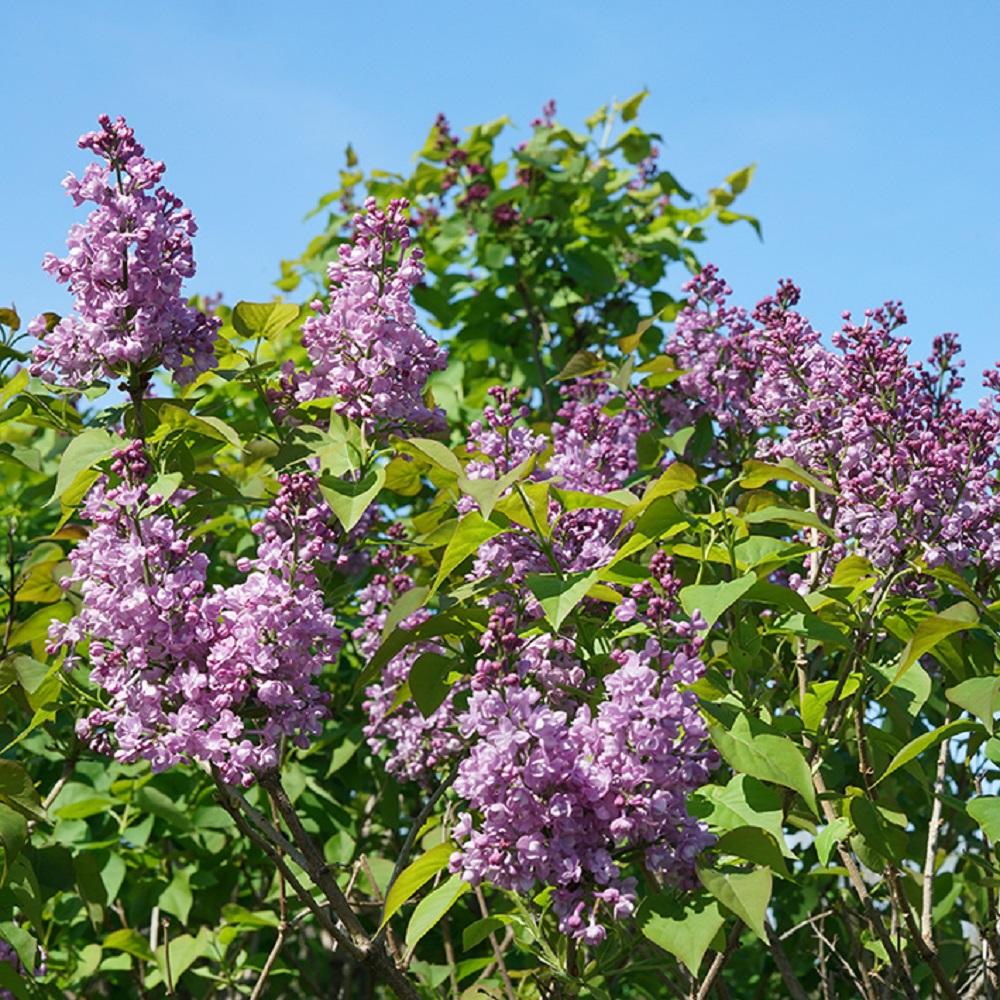 Syringa Hyacinthflora Scentara Double Blue - View 9 from www redcrocus com