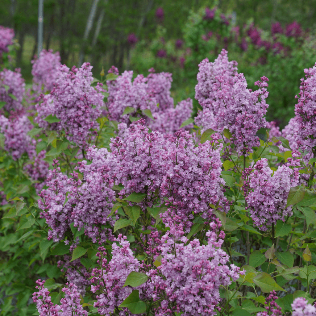 Syringa Hyacinthflora Scentara Double Blue - View 9 from www redcrocus com