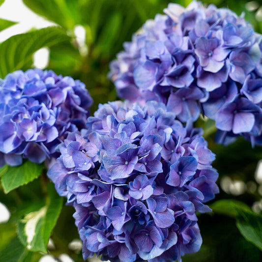 Hydrangea Macrophylla Let S Dance Rhythmic Blue - View 10 from www redcrocus com