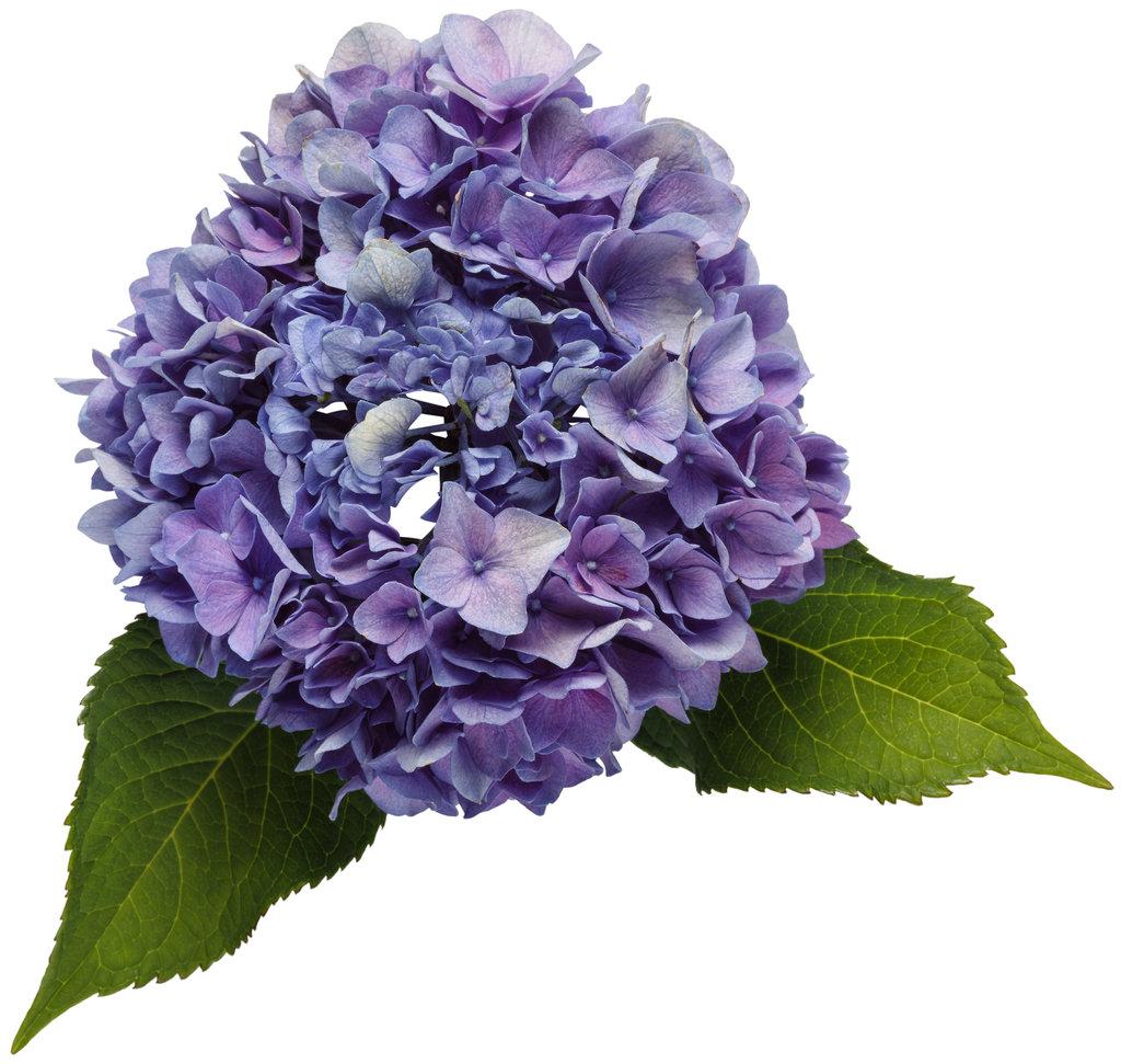 Hydrangea Macrophylla Let S Dance Rhythmic Blue - View 13 from www redcrocus com