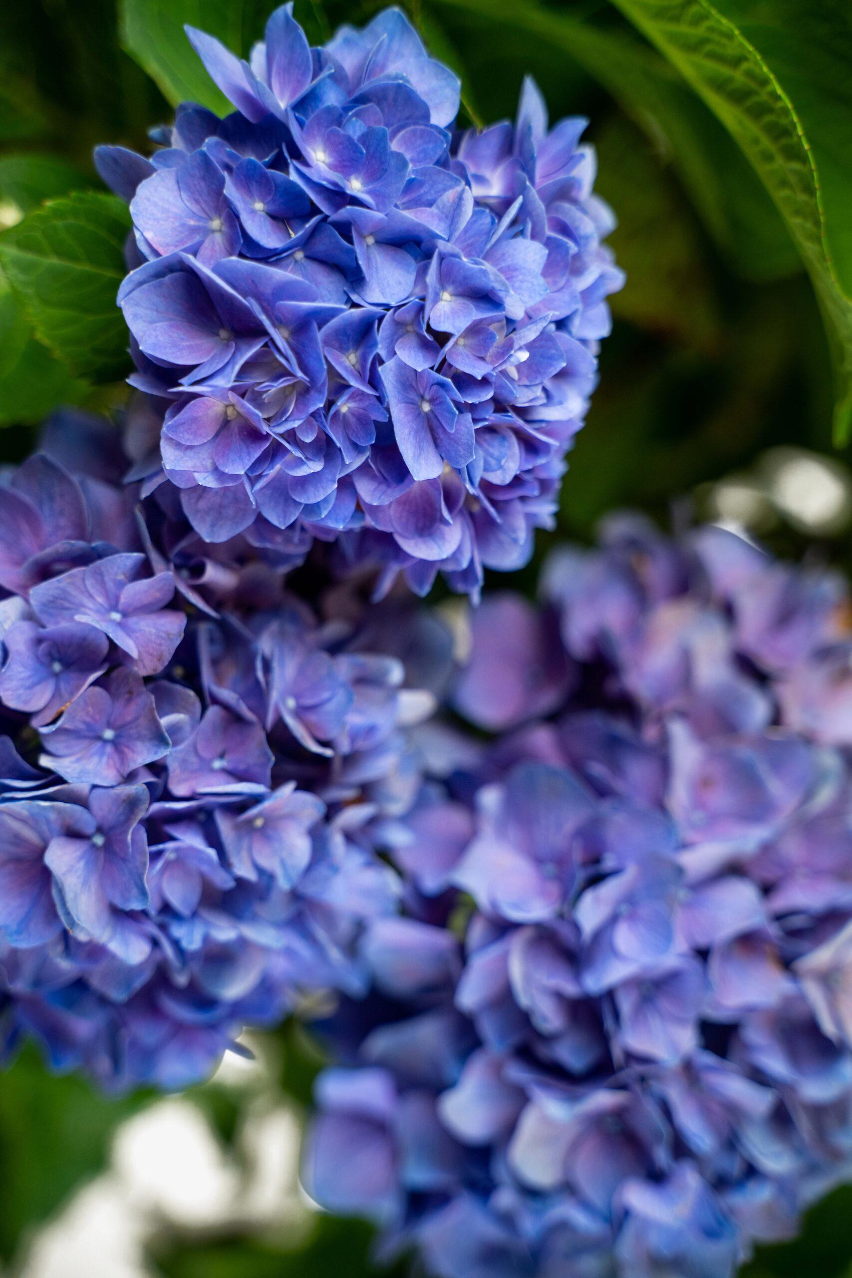 Hydrangea Macrophylla Let S Dance Rhythmic Blue - View 15 from www redcrocus com
