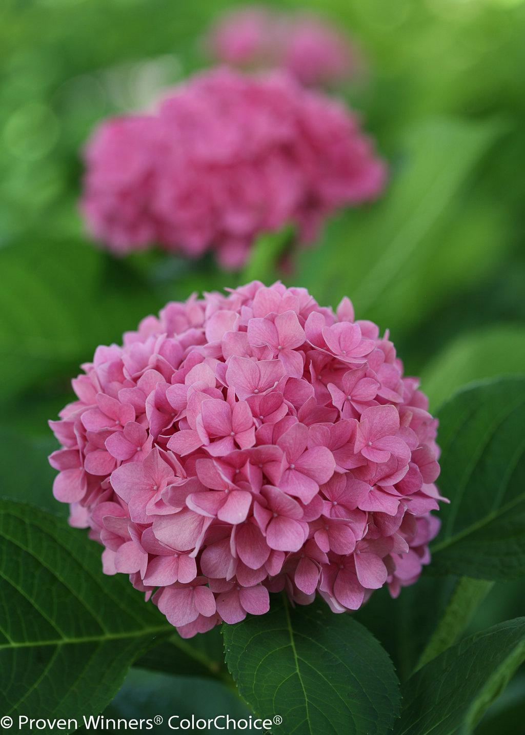 Hydrangea Macrophylla Let S Dance Rhythmic Blue - View 17 from www redcrocus com