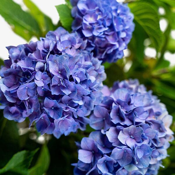 Hydrangea Macrophylla Let S Dance Rhythmic Blue - View 18 from www redcrocus com