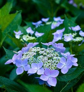 Hydrangea Macrophylla Let S Dance Rhythmic Blue - View 19 from www redcrocus com