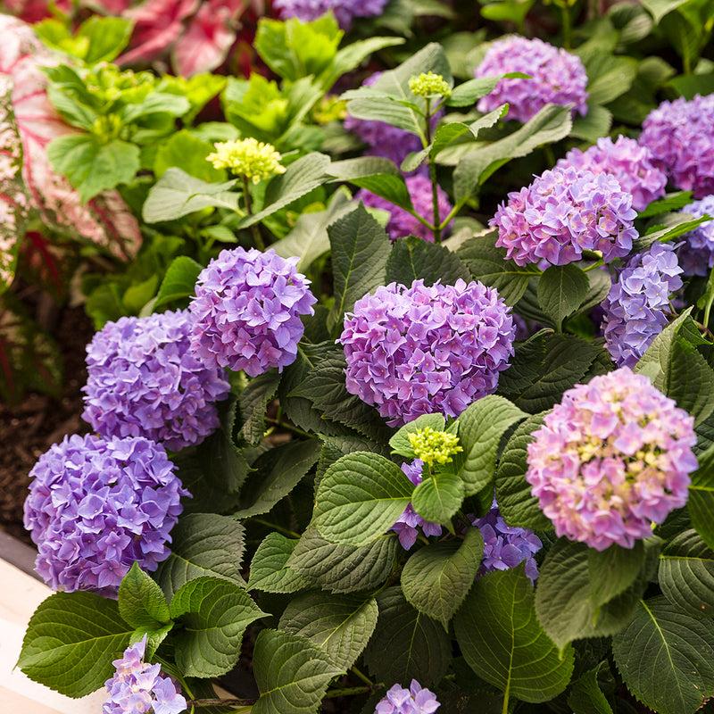 Hydrangea Macrophylla Let S Dance Rhythmic Blue - View 20 from www redcrocus com