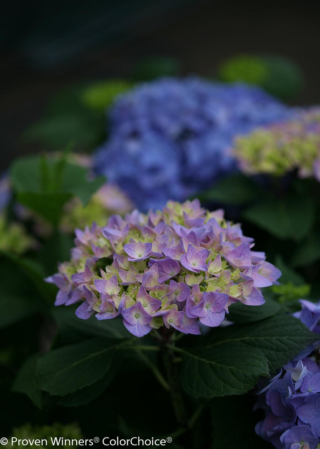 Hydrangea Macrophylla Let S Dance Rhythmic Blue - View 3 from www redcrocus com