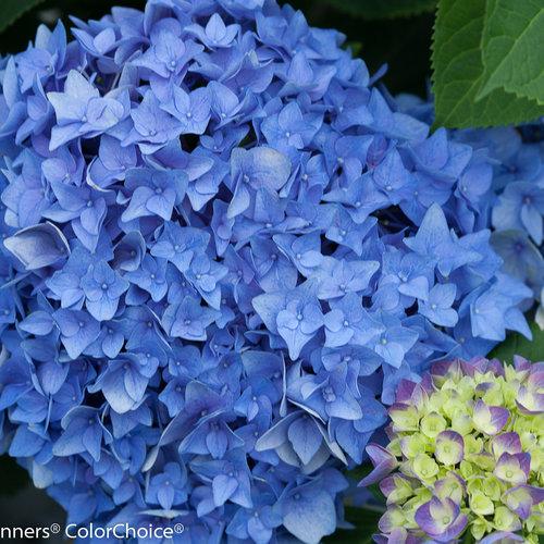 Hydrangea Macrophylla Let S Dance Rhythmic Blue - View 4 from www redcrocus com