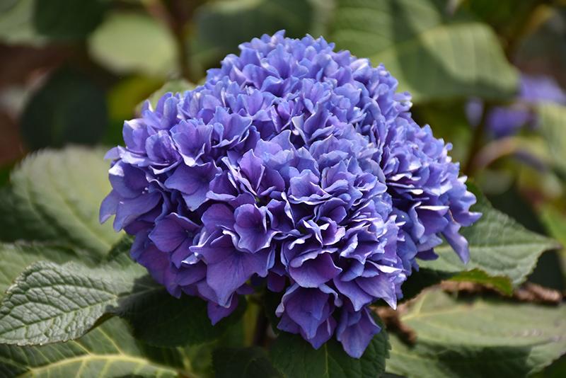 Hydrangea Macrophylla Let S Dance Rhythmic Blue - View 5 from www redcrocus com