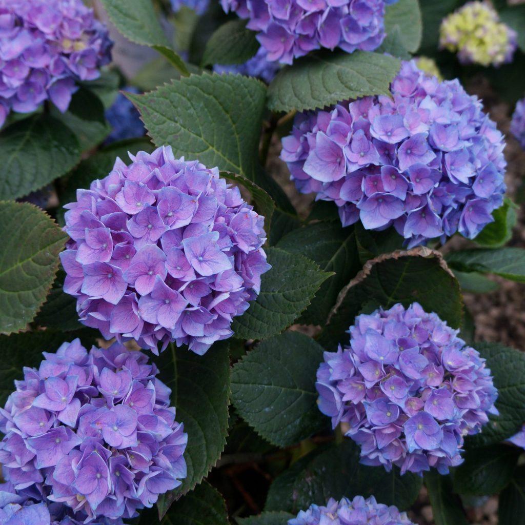Hydrangea Macrophylla Let S Dance Rhythmic Blue - View 6 from www redcrocus com
