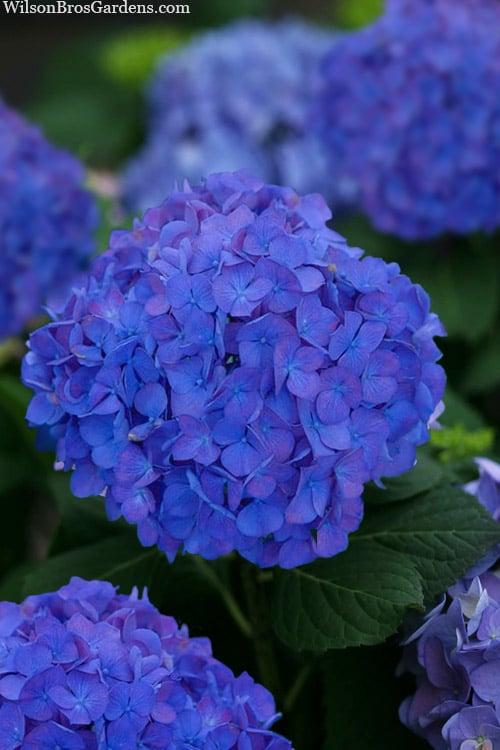 Hydrangea Macrophylla Let S Dance Rhythmic Blue - View 8 from www redcrocus com