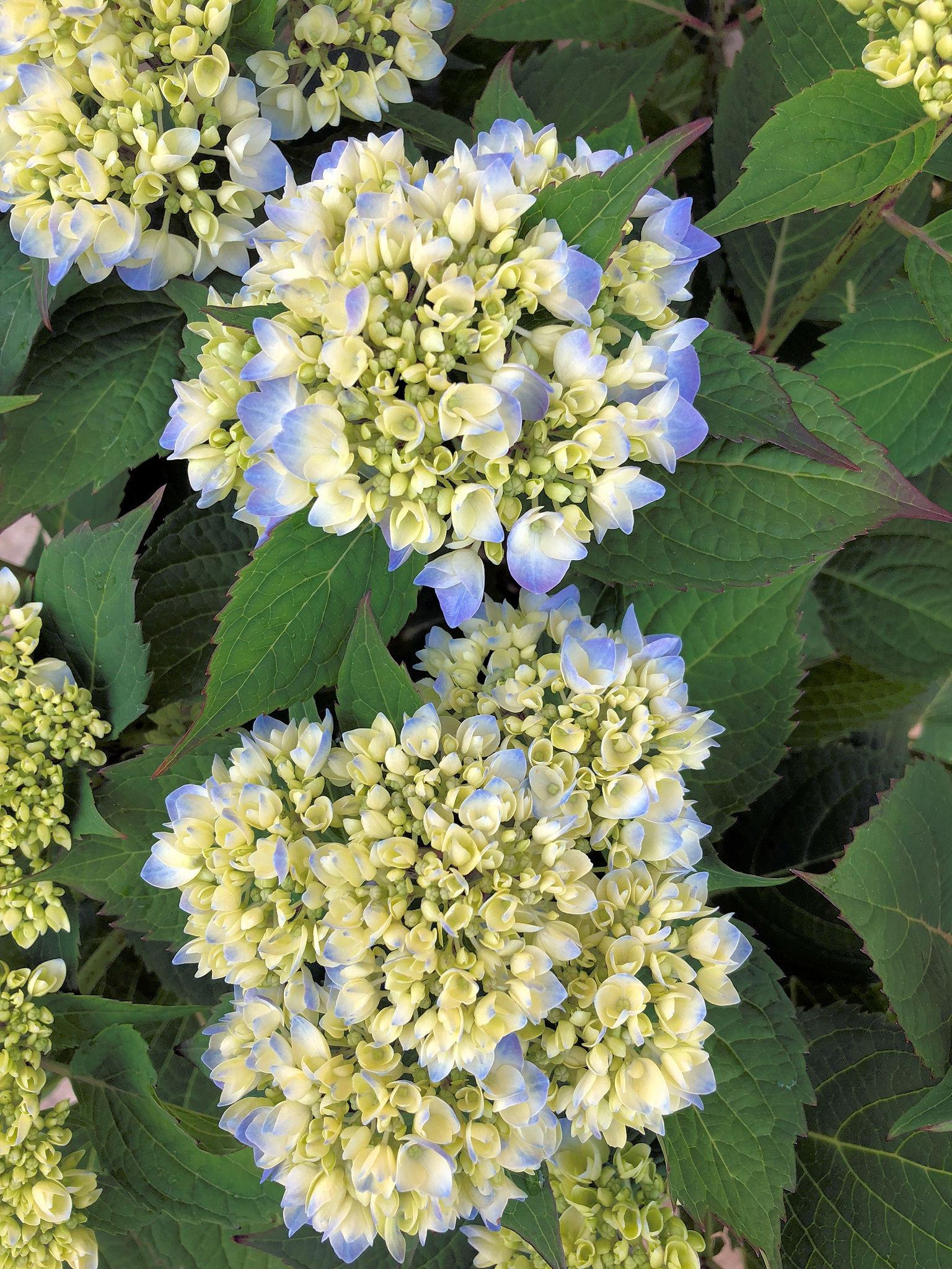 Hydrangea Macrophylla Let S Dance Rhythmic Blue - View 9 from www redcrocus com