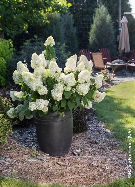 Hydrangea Paniculata Little Hottie - View 16 from www redcrocus com