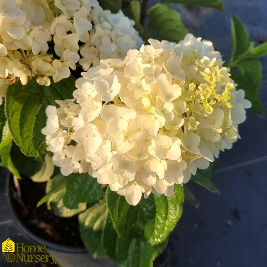 Hydrangea Paniculata Little Hottie - View 19 from www redcrocus com