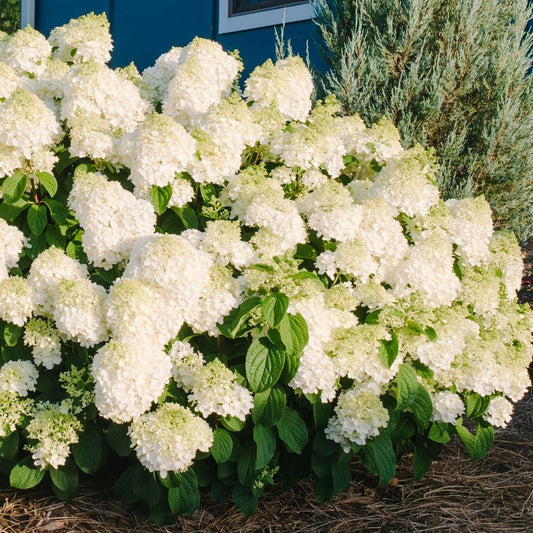 Hydrangea Paniculata Little Hottie - View 1 from www redcrocus com