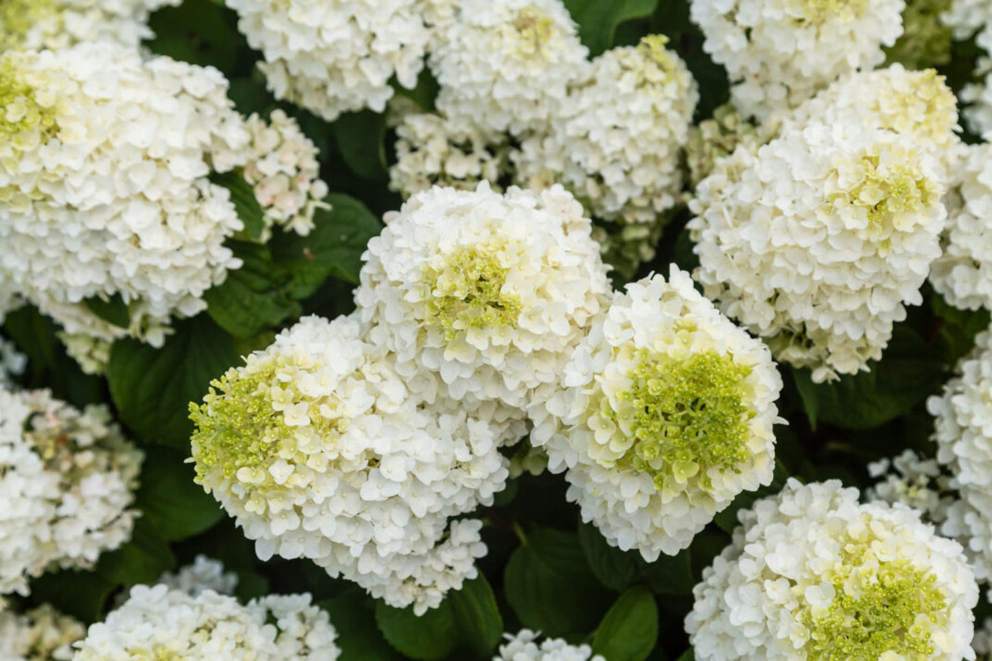 Hydrangea Paniculata Little Hottie - View 8 from www redcrocus com