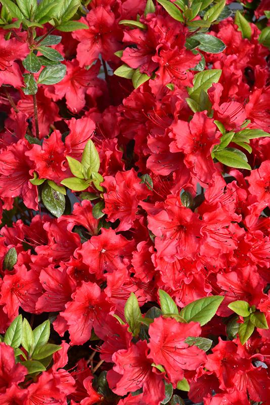 Azalea Perfecto Mundo Red - View 10 from www redcrocus com