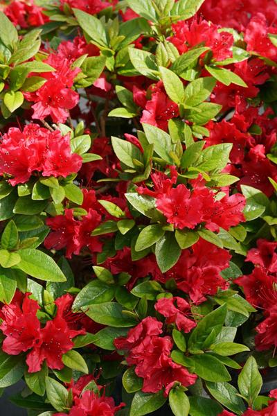 Azalea Perfecto Mundo Red - View 11 from www redcrocus com