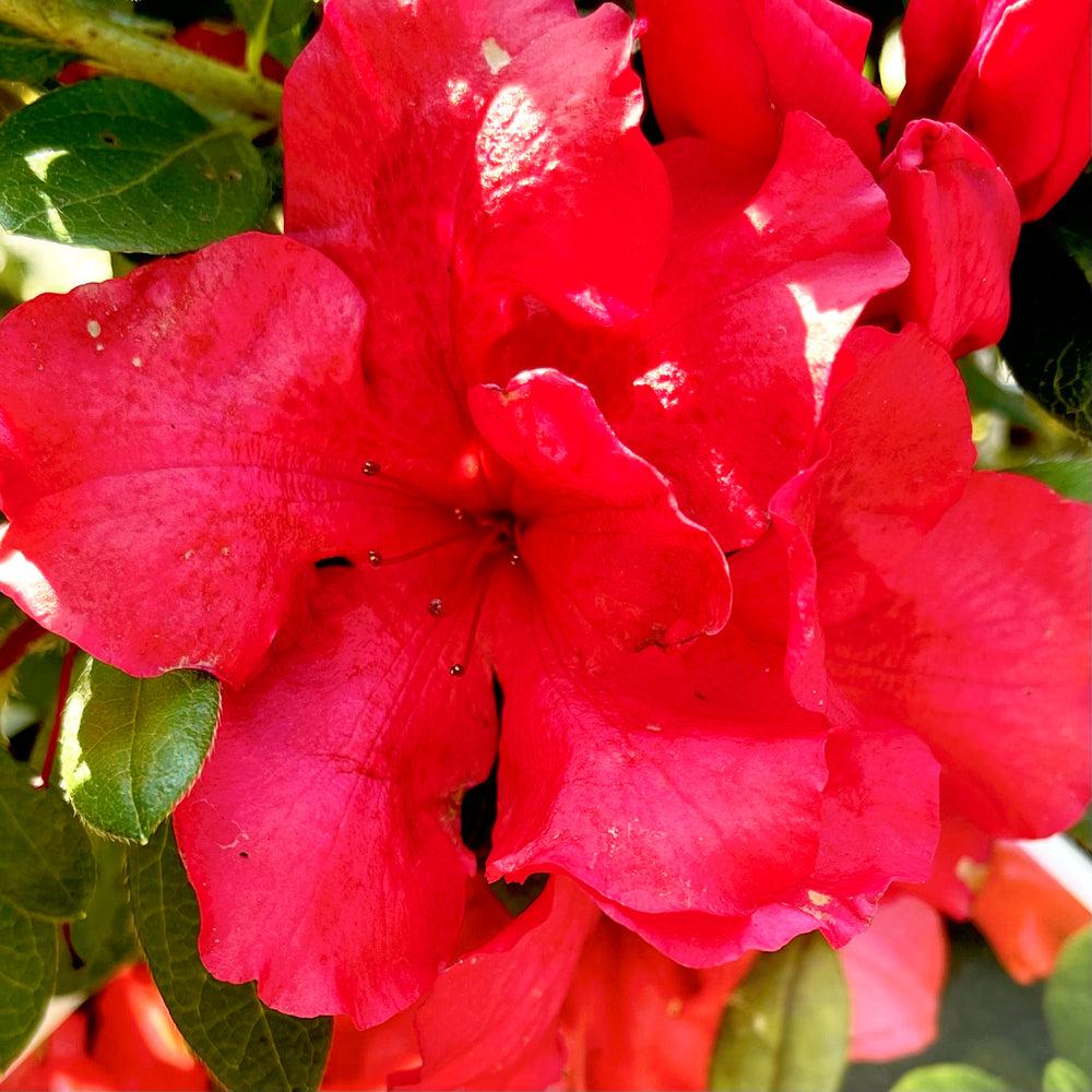 Azalea Perfecto Mundo Red - View 12 from www redcrocus com
