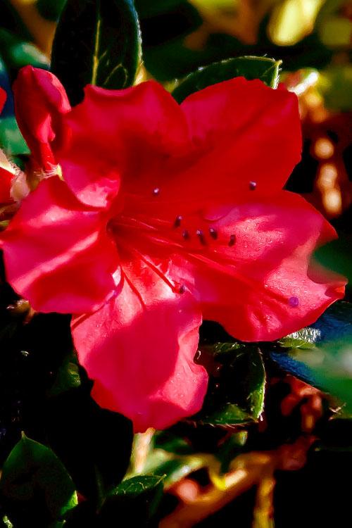 Azalea Perfecto Mundo Red - View 13 from www redcrocus com