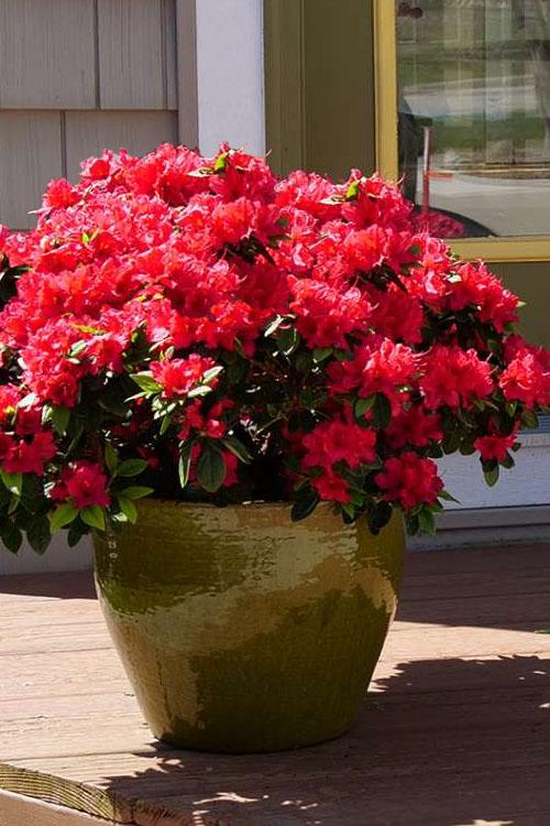 Azalea Perfecto Mundo Red - View 14 from www redcrocus com