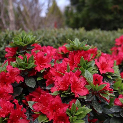 Azalea Perfecto Mundo Red - View 15 from www redcrocus com