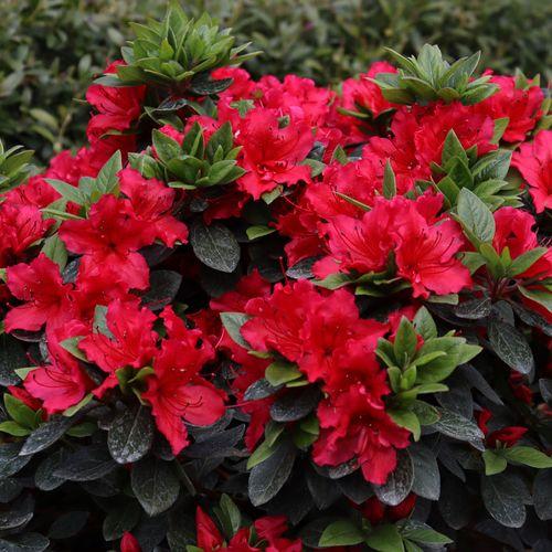 Azalea Perfecto Mundo Red - View 16 from www redcrocus com