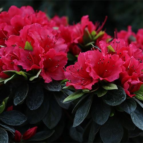 Azalea Perfecto Mundo Red - View 17 from www redcrocus com