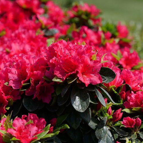 Azalea Perfecto Mundo Red - View 18 from www redcrocus com