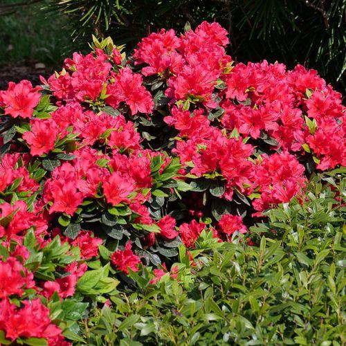 Azalea Perfecto Mundo Red - View 19 from www redcrocus com