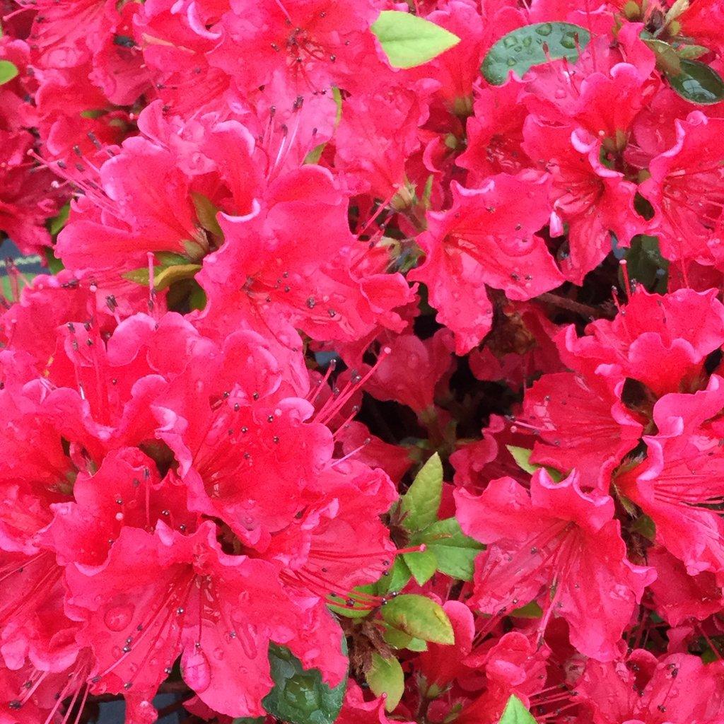 Azalea Perfecto Mundo Red - View 1 from www redcrocus com